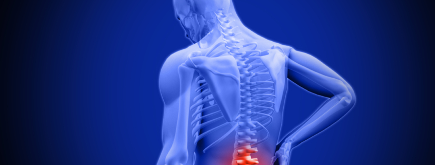 Rockville Chiropractor Discusses the Immune System and Chiropractic
