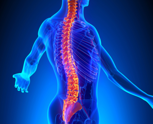 Tips for Completing Chiropractor Recommended Exercises - Vertebrae Anatomy with Ciculatory System